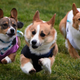 Illustration for article titled It's International Dog Day, which means it's time to watch a bunch of corgis run a corgi race